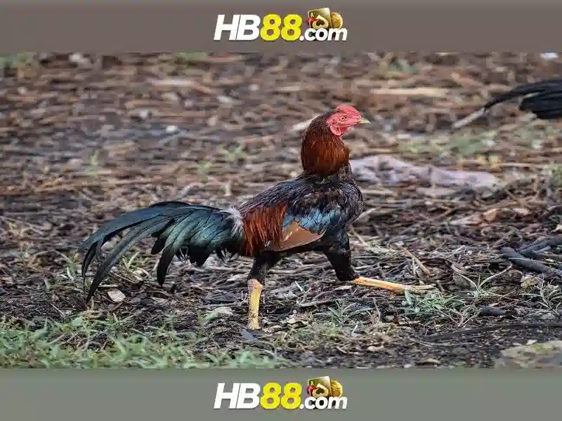 HB88 Slot