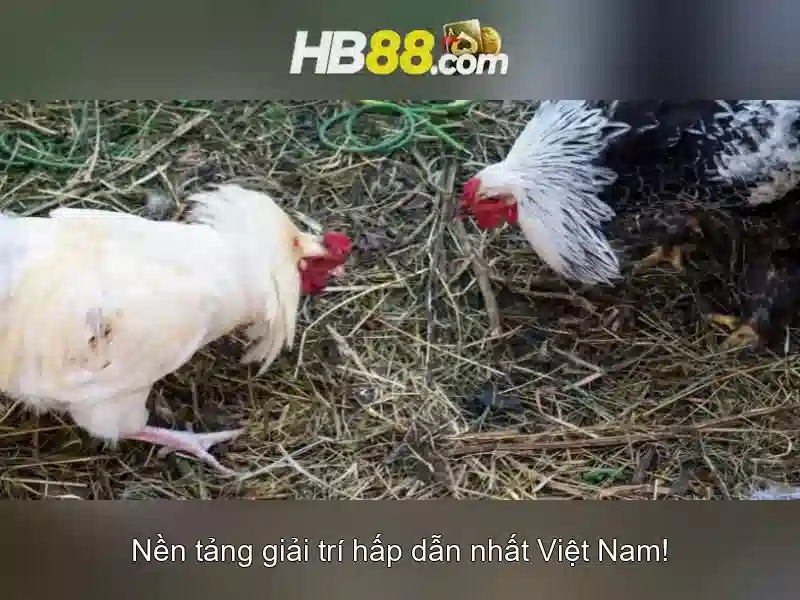 bóng đá HB88